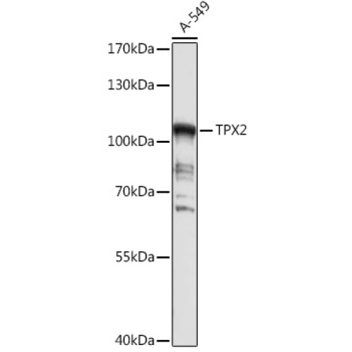 TPX2 Rabbit pAb