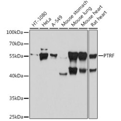 PTRF Rabbit pAb