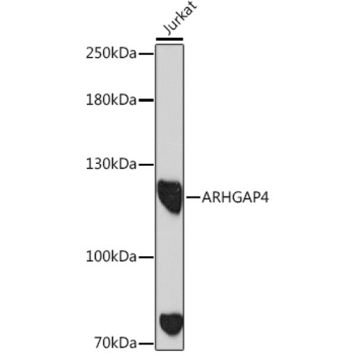 ARHGAP4 Rabbit pAb