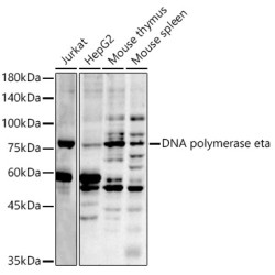 DNA polymerase eta Rabbit pAb