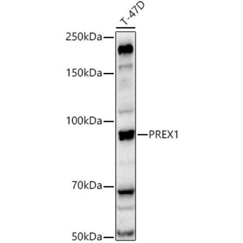 PREX1 Rabbit pAb