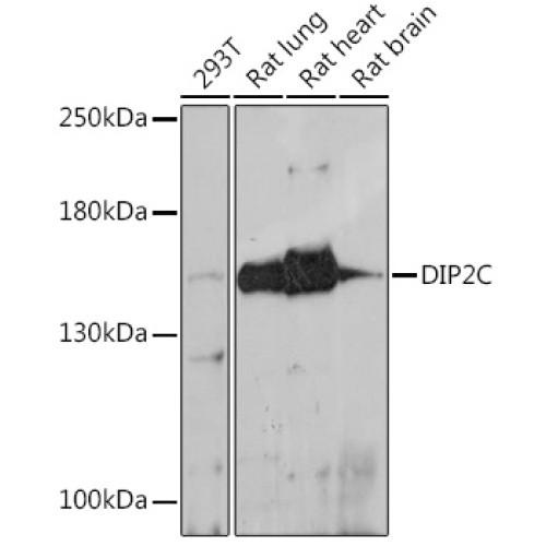 DIP2C Rabbit pAb