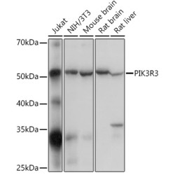 PI3KP85α/P55γ/P85β Rabbit pAb