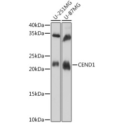 CEND1 Rabbit pAb