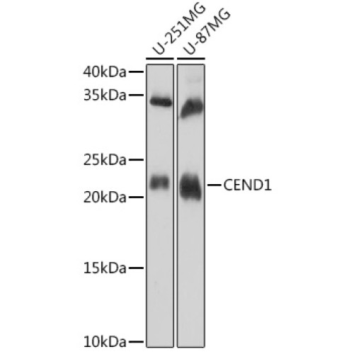 CEND1 Rabbit pAb