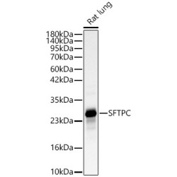 SFTPC Rabbit pAb