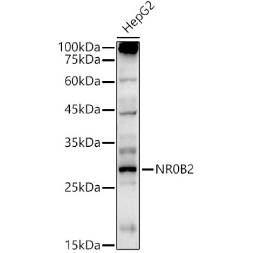 SHP/NR0B2 Rabbit pAb