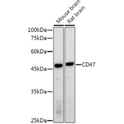 CD47 Rabbit pAb