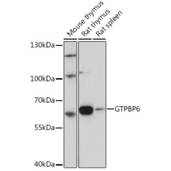 GTPBP6 Rabbit pAb