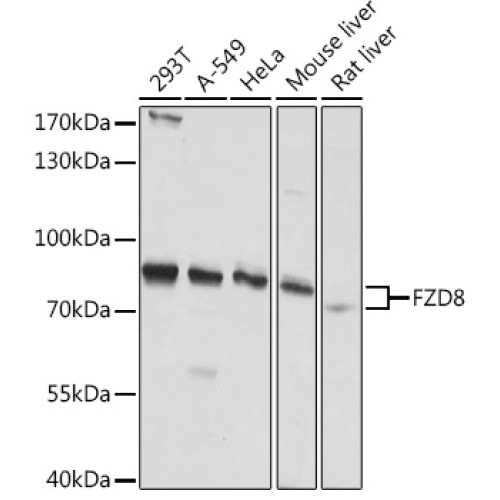 FZD8 Rabbit pAb