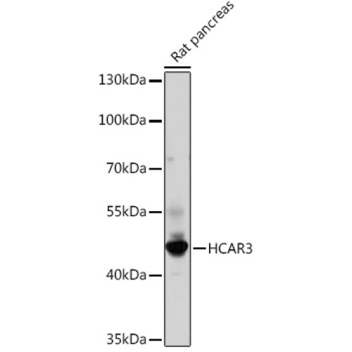 HCAR3 Rabbit pAb
