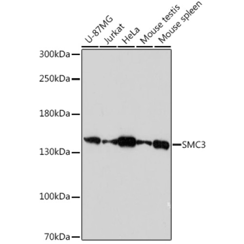 SMC3 Rabbit pAb