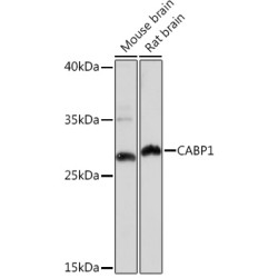 CABP1 Rabbit pAb