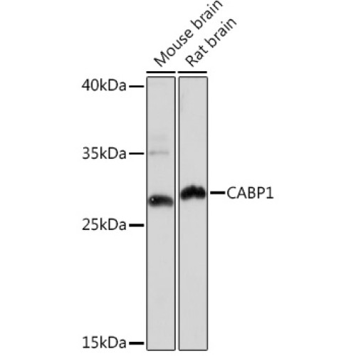 CABP1 Rabbit pAb