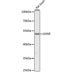 GHSR Rabbit pAb