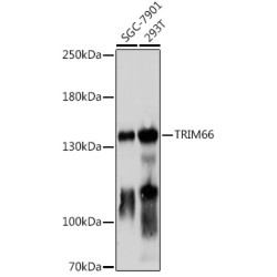 TRIM66 Rabbit pAb