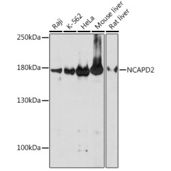 NCAPD2 Rabbit pAb