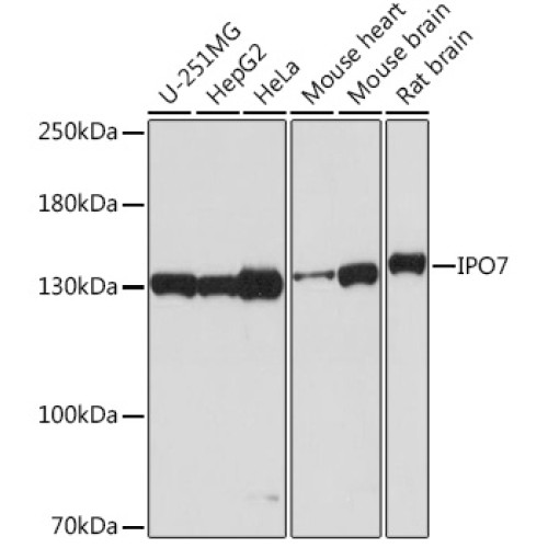 IPO7 Rabbit pAb