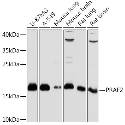 PRAF2 Rabbit pAb