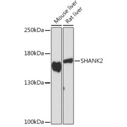 SHANK2 Rabbit pAb