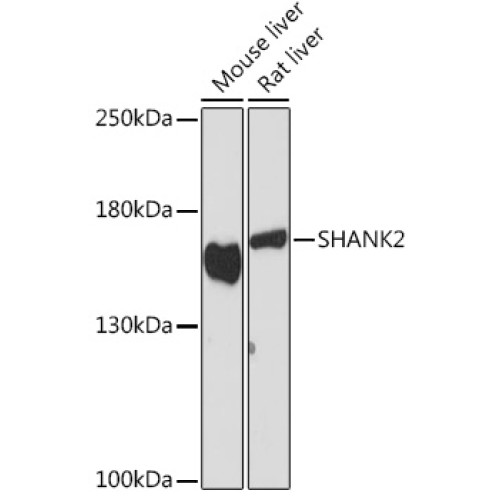 SHANK2 Rabbit pAb