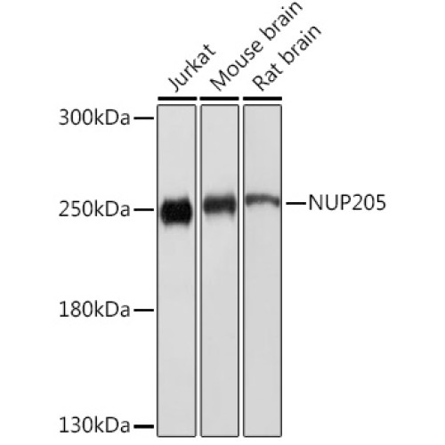 NUP205 Rabbit pAb