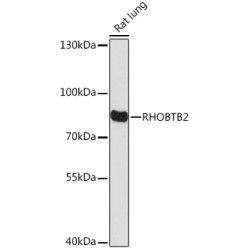 RHOBTB2 Rabbit pAb