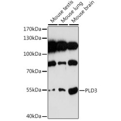 PLD3 Rabbit pAb