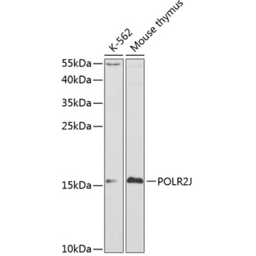 POLR2J Rabbit pAb