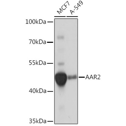 AAR2 Rabbit pAb