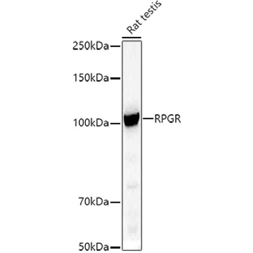 RPGR Rabbit pAb