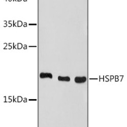 HSPB7 Rabbit pAb