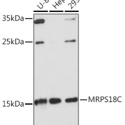 MRPS18C Rabbit pAb