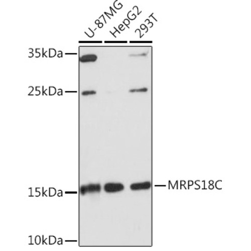 MRPS18C Rabbit pAb