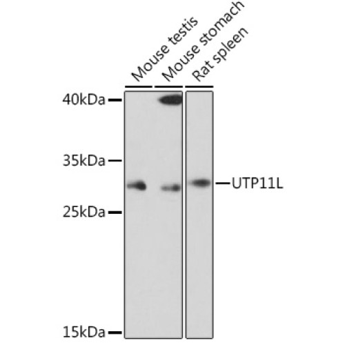 UTP11L Rabbit pAb