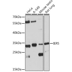 IER5 Rabbit pAb