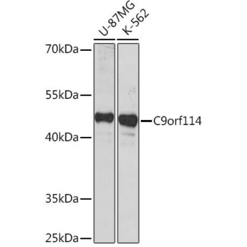 C9orf114 Rabbit pAb