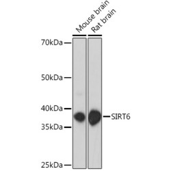 SIRT6 Rabbit pAb