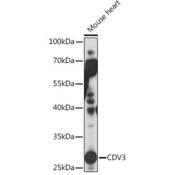 CDV3 Rabbit pAb