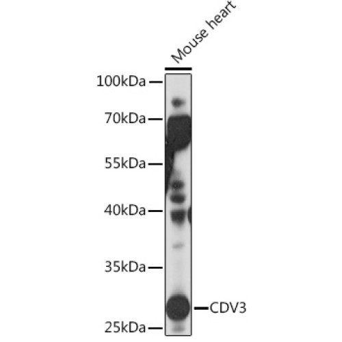 CDV3 Rabbit pAb