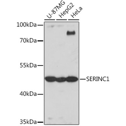 SERINC1 Rabbit pAb