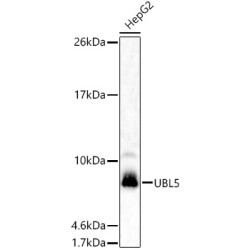 UBL5 Rabbit pAb