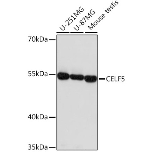 CELF5 Rabbit pAb