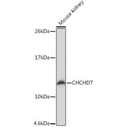 CHCHD7 Rabbit pAb