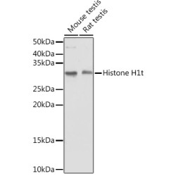 Histone H1t Rabbit pAb