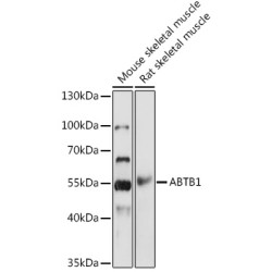 ABTB1 Rabbit pAb