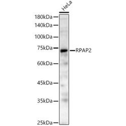 RPAP2 Rabbit pAb