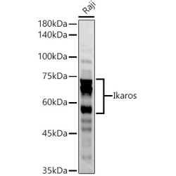 Ikaros Rabbit pAb