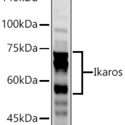 Ikaros Rabbit pAb