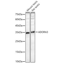 ADORA3 Rabbit pAb
